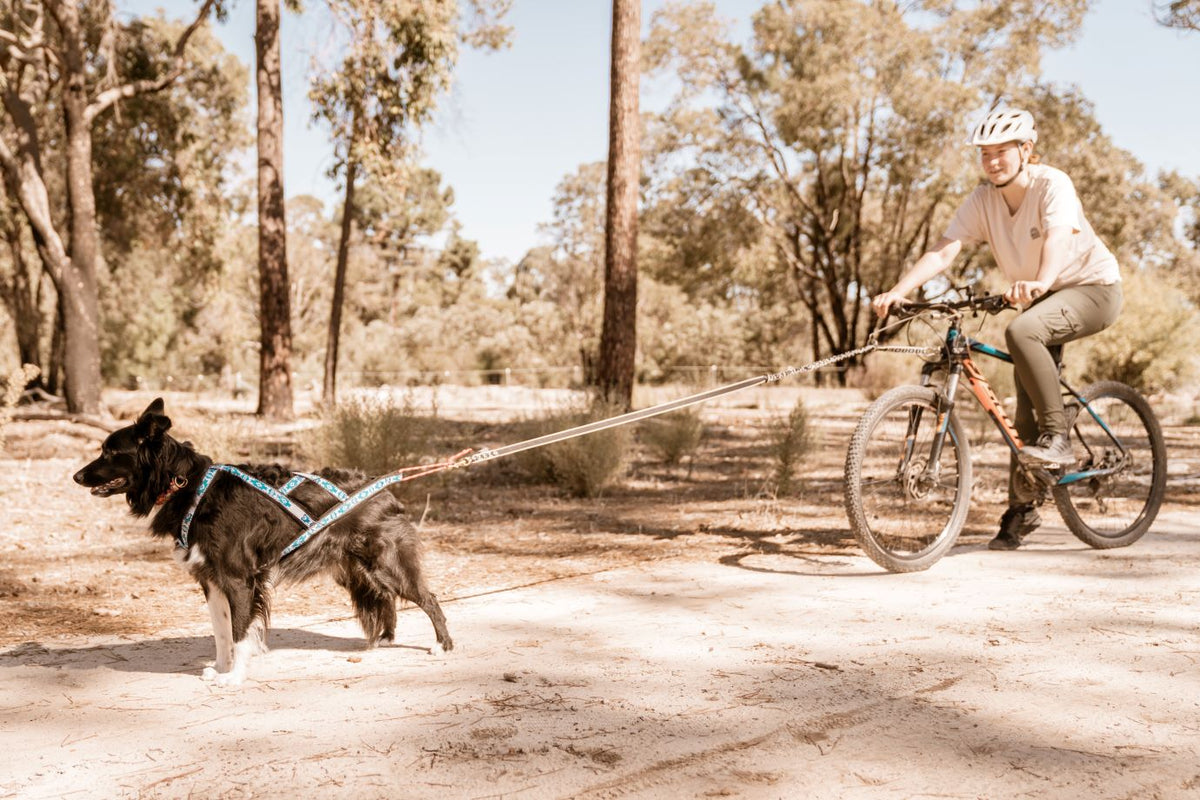 Which harness is the right one for your dog?