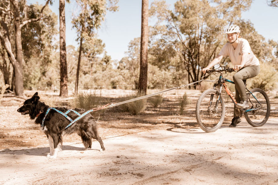 Which harness is the right one for your dog?