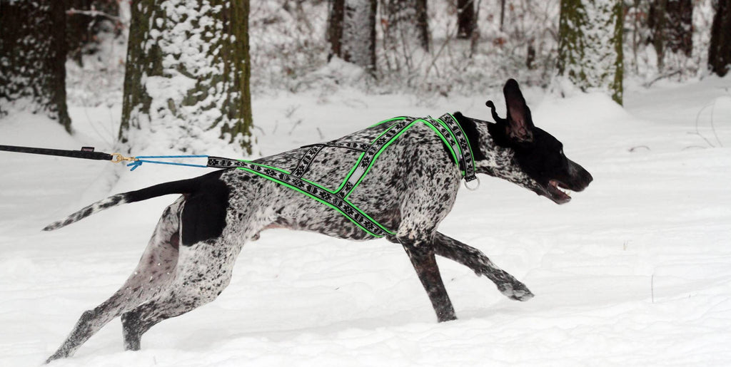 How To Correctly Measure A Dog
