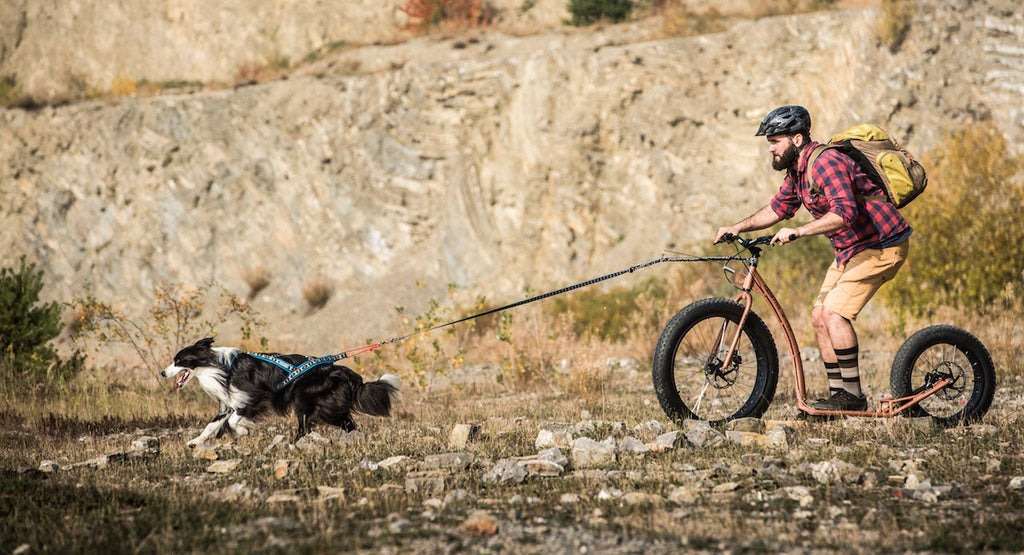 Stop just walking your dog. Take it to the next level of fun!