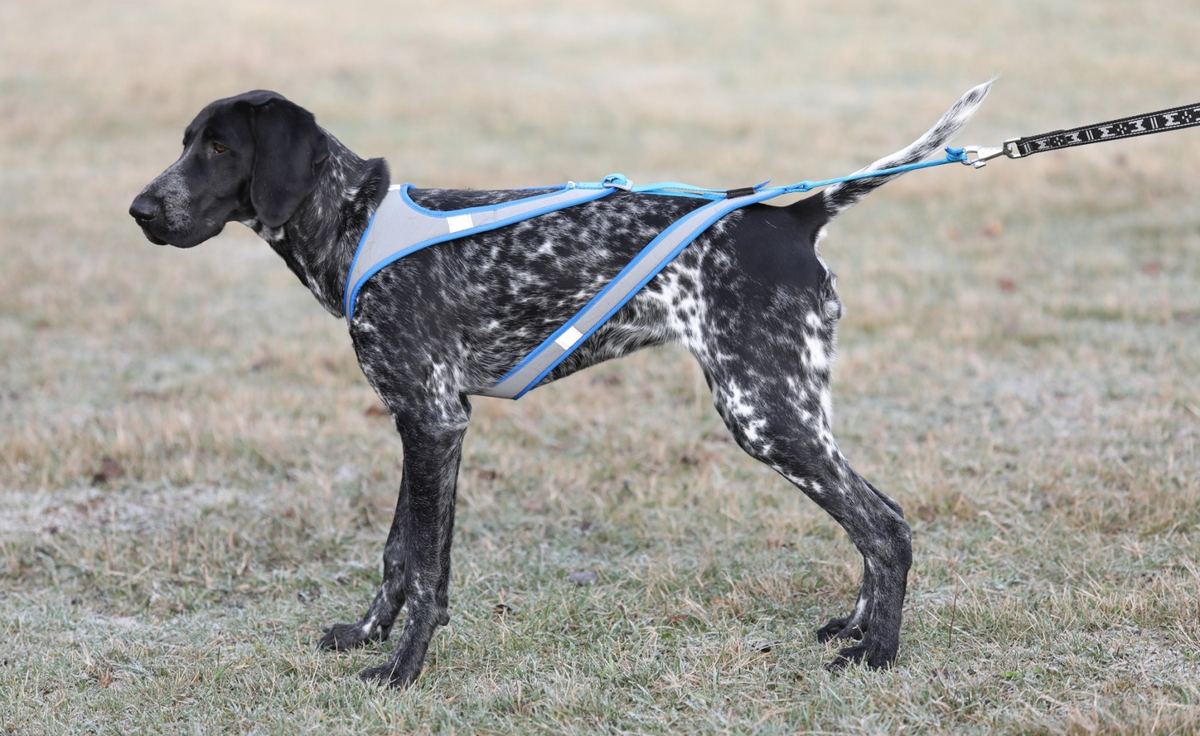 Harness Lash