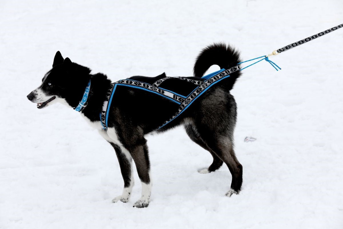 Harness Run Long