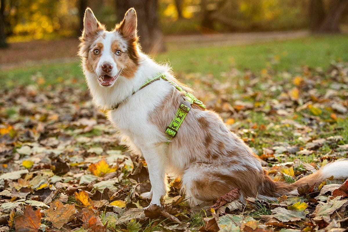 Harness Smart