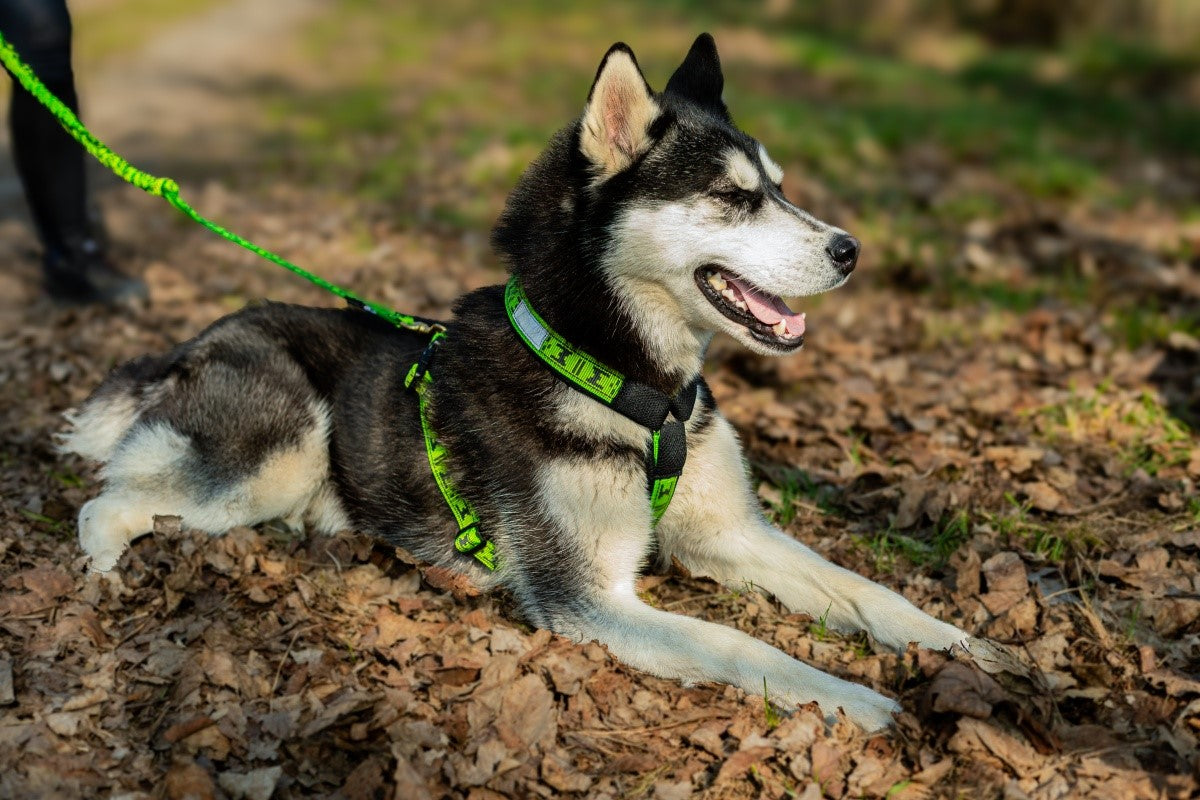 Harness Smart