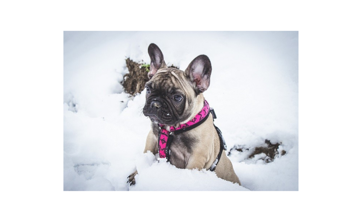 Harness Ricco