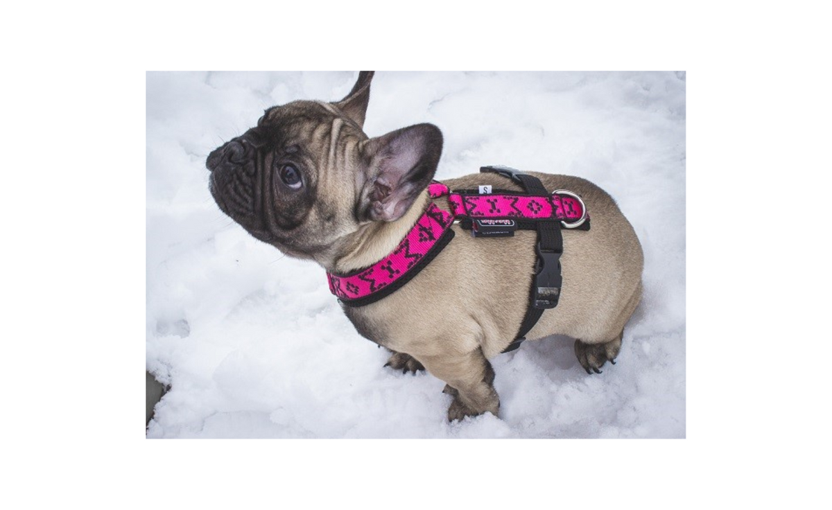 Harness Ricco