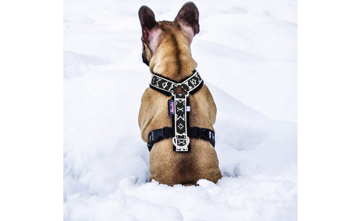 Harness Ricco