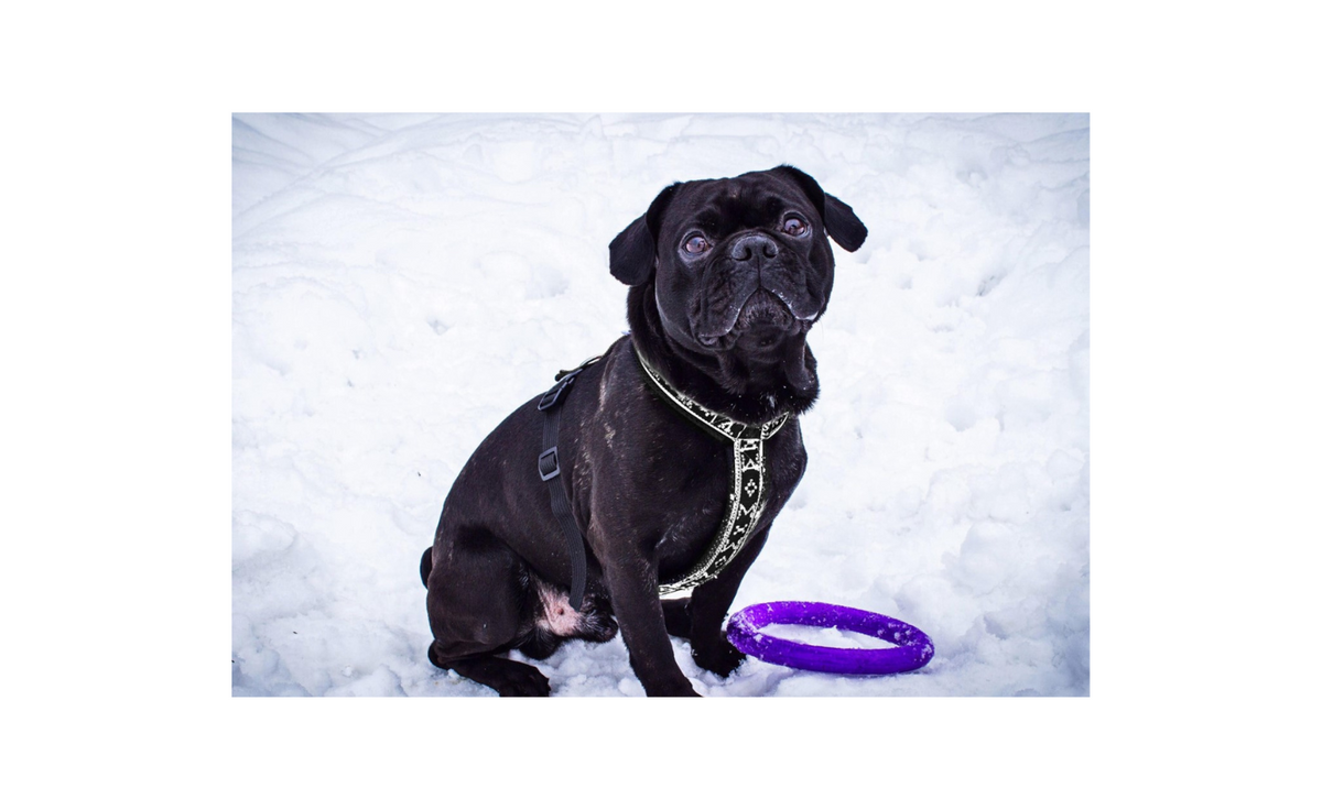 Harness Ricco