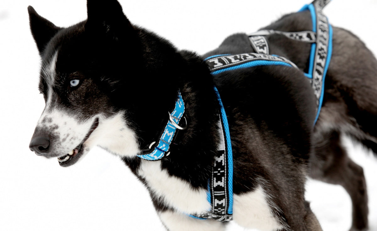 Harness Run Long