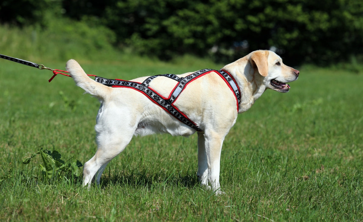 Harness Run Long