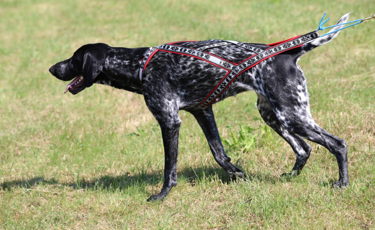 Harness Run Long