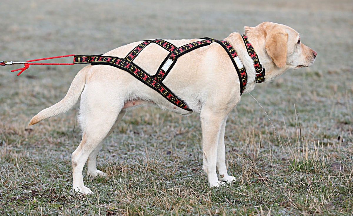 Harness Sled