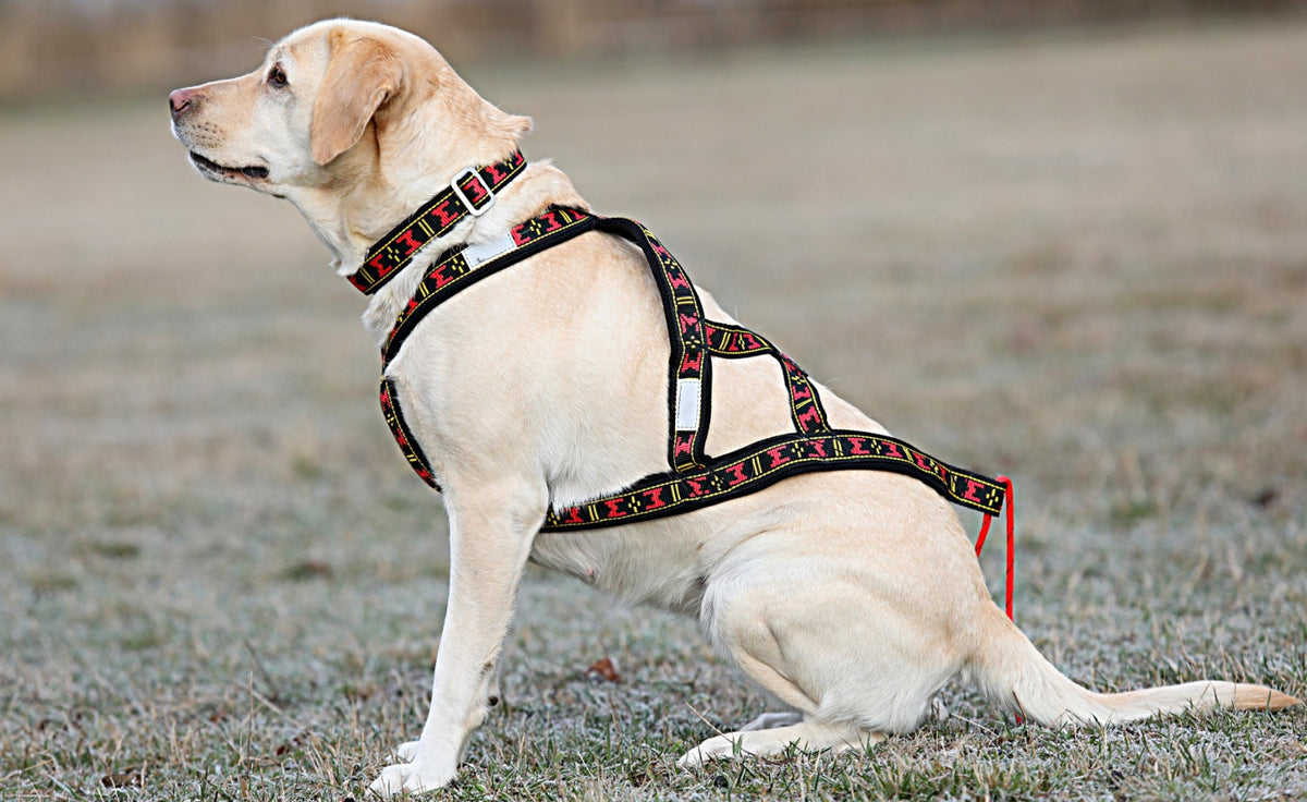 Harness Sled