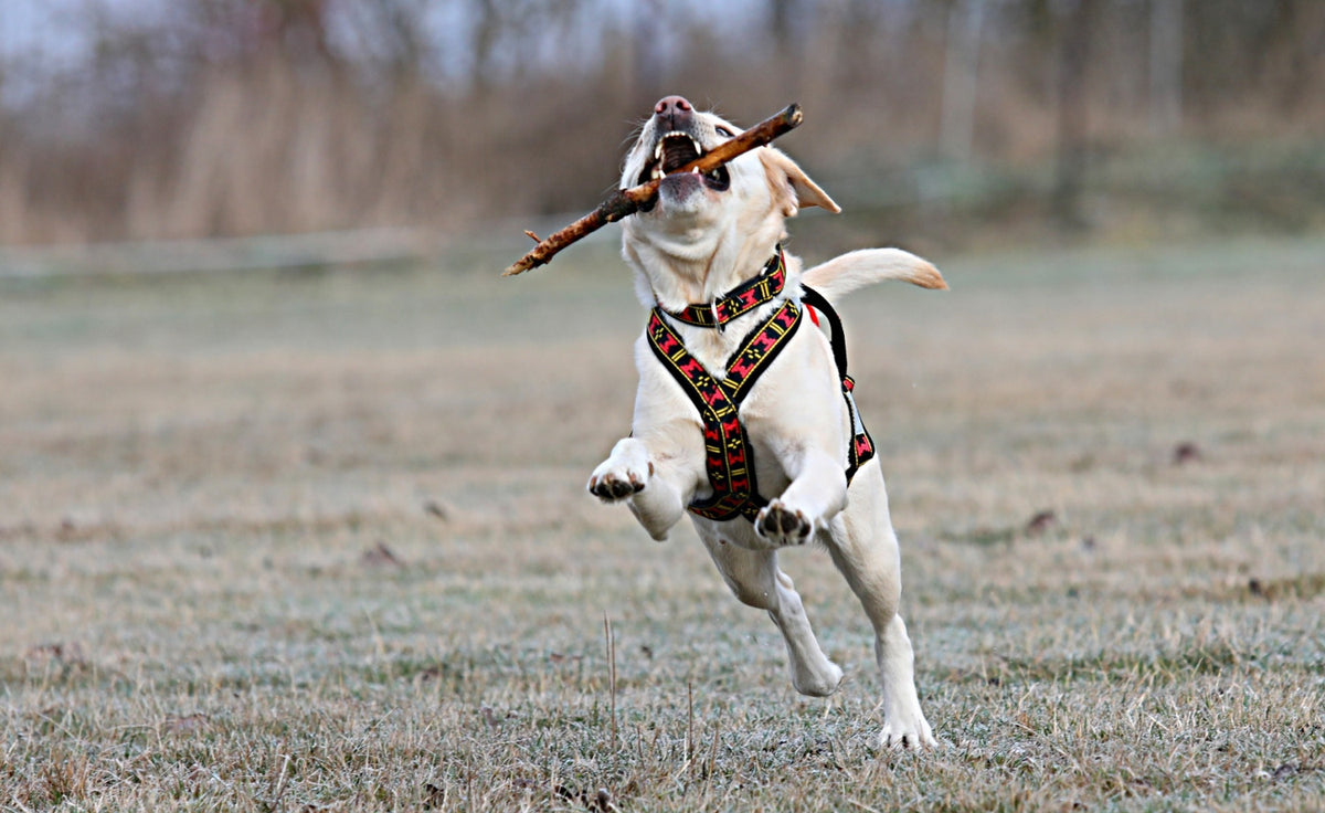 Harness Sled