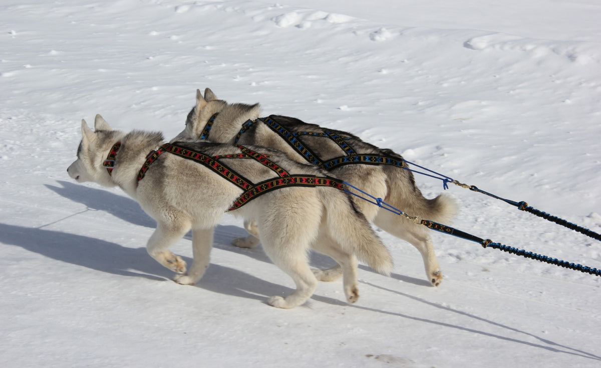 Harness Sled