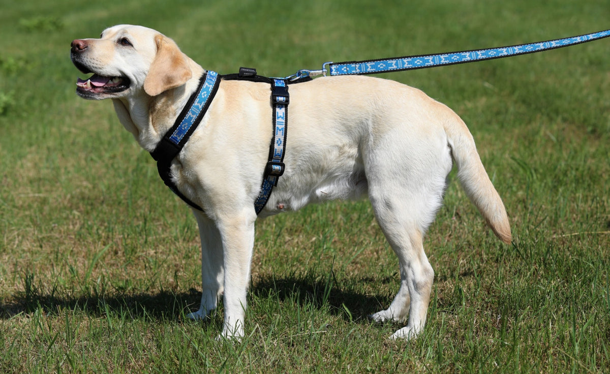 Harness Smart